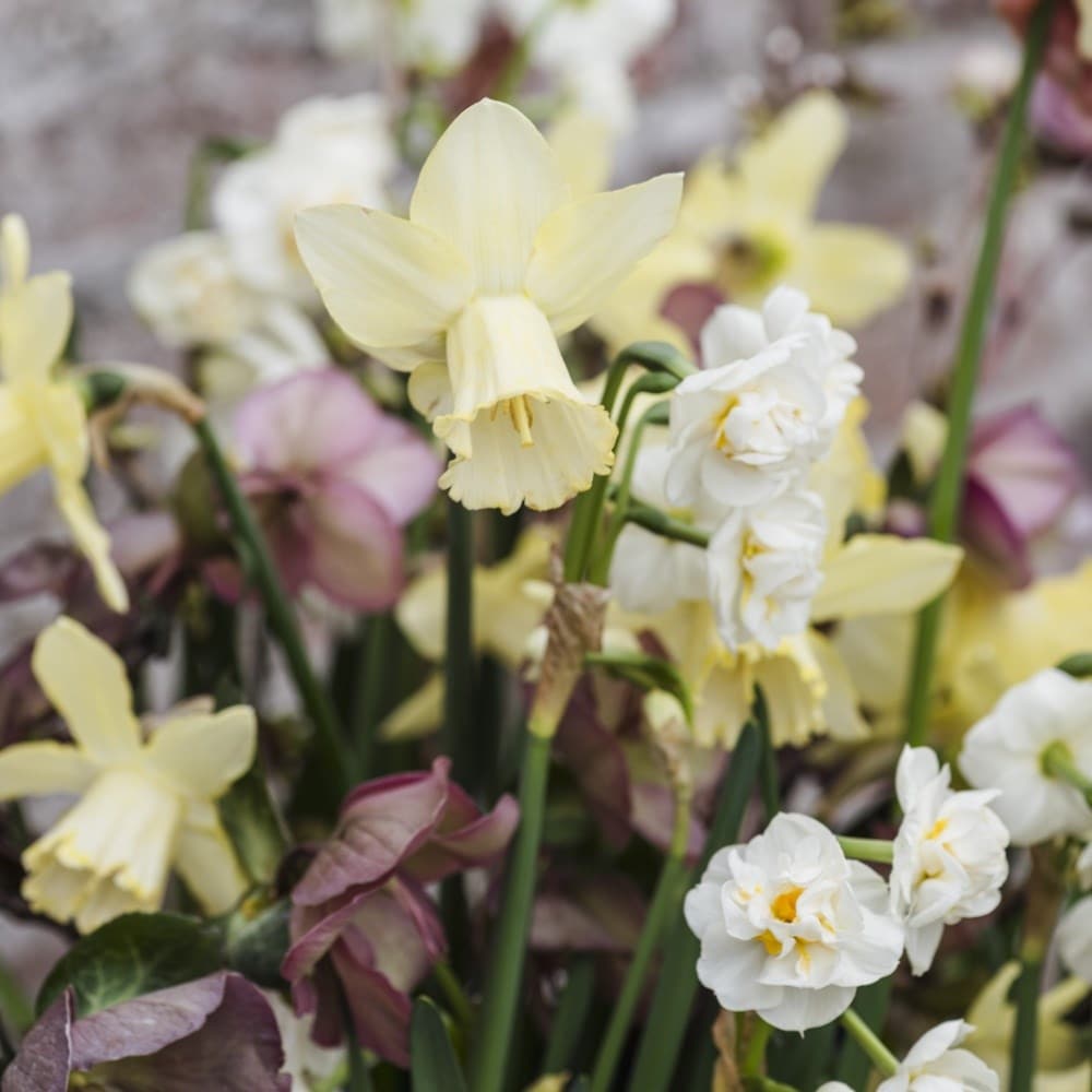 Buy Spring Bulbs Online at Crocus Autumn Planting Bulbs