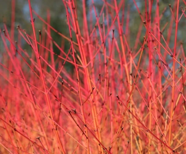 Cornus sanguinea 'Midwinter Fire