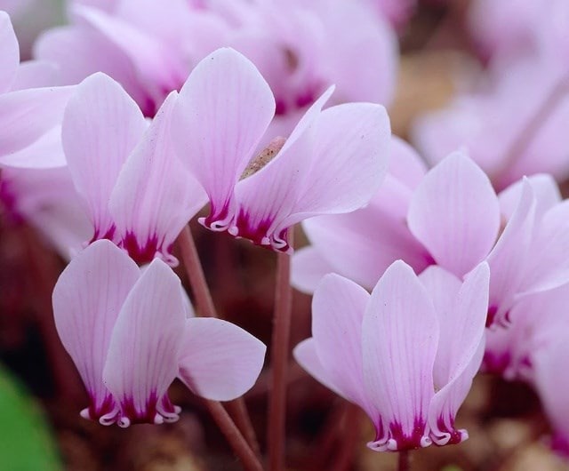 Cyclamen hederifolium