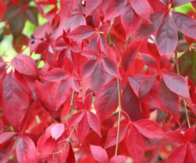 Parthenocissus quinquefolia