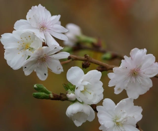 Prunus × subhirtella 'Autumnalis'