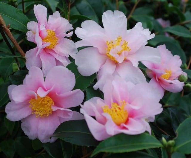 Camellia 'Winter's Toughie'