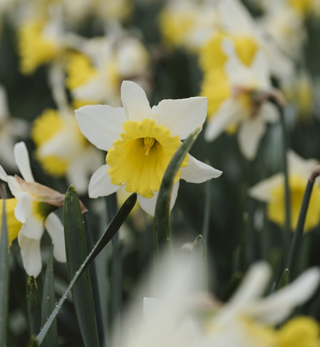 Daffodils