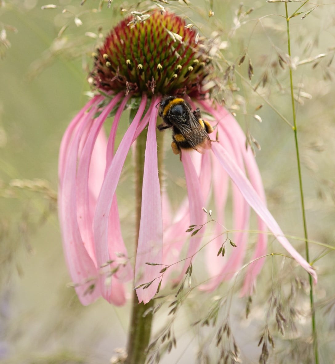 Perennials