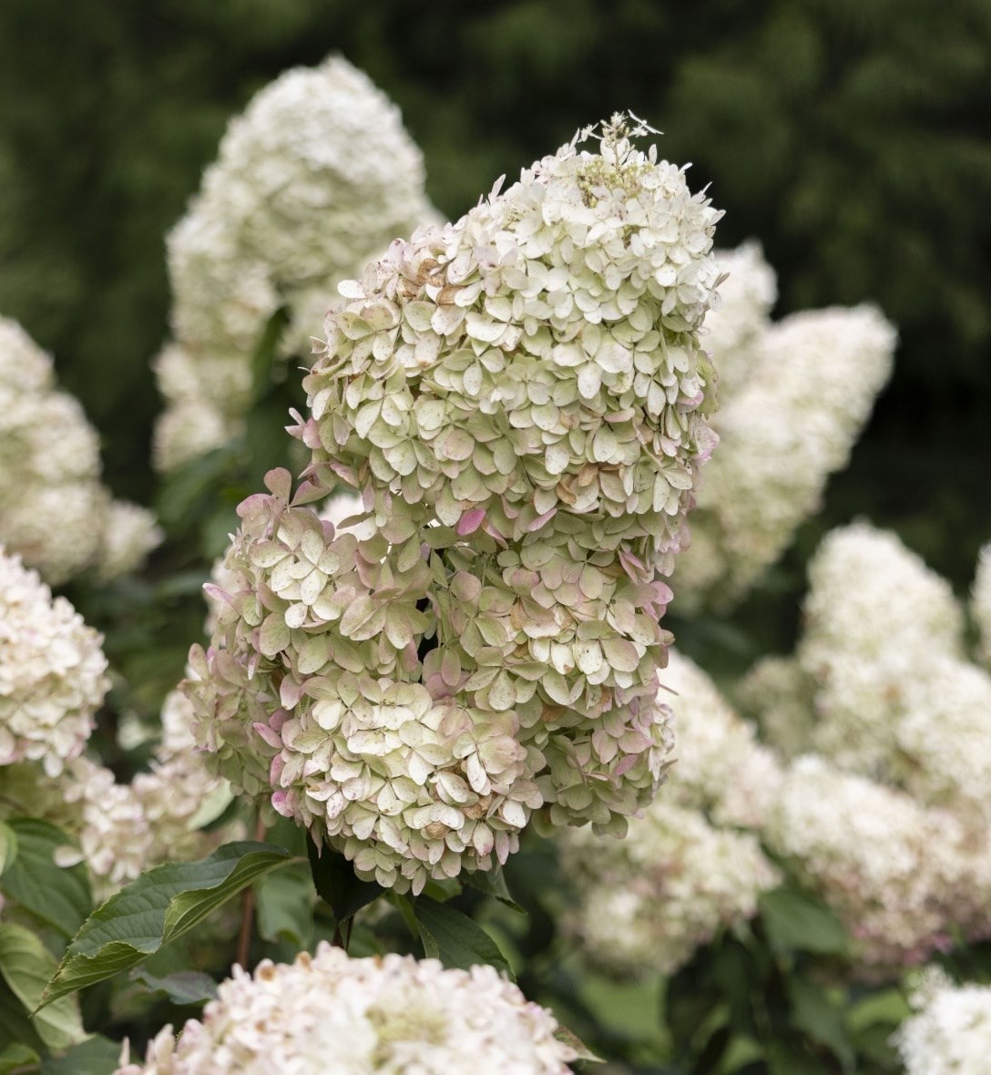 Shrubs