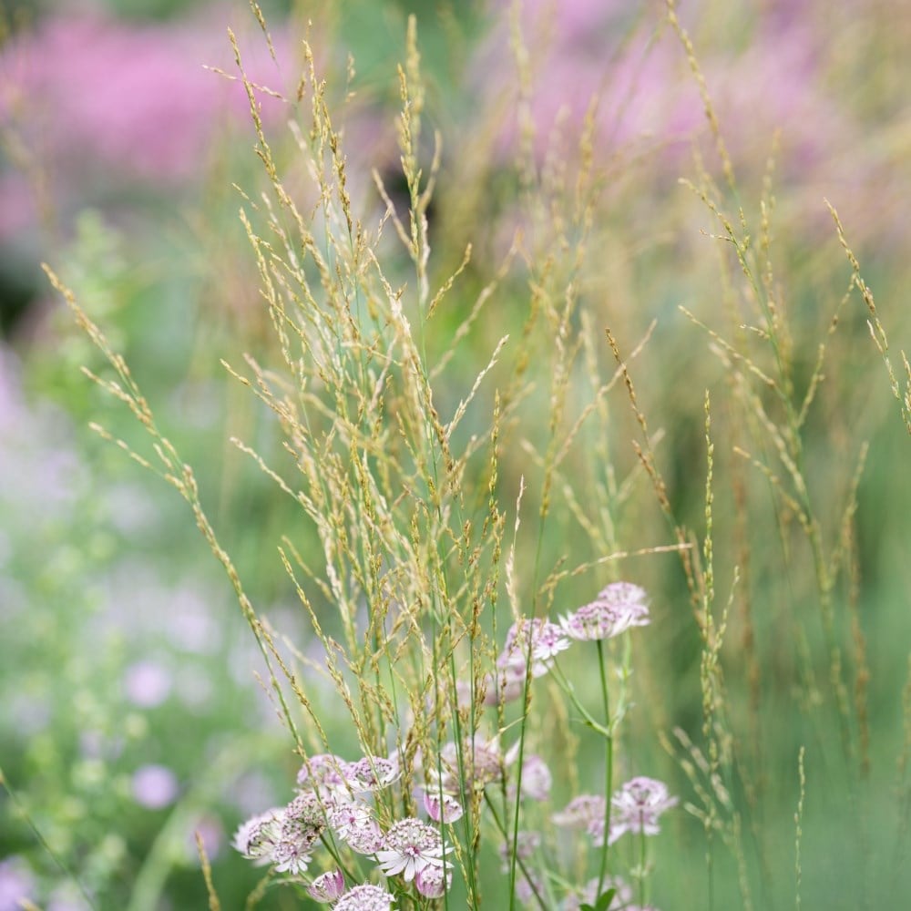 Grasses