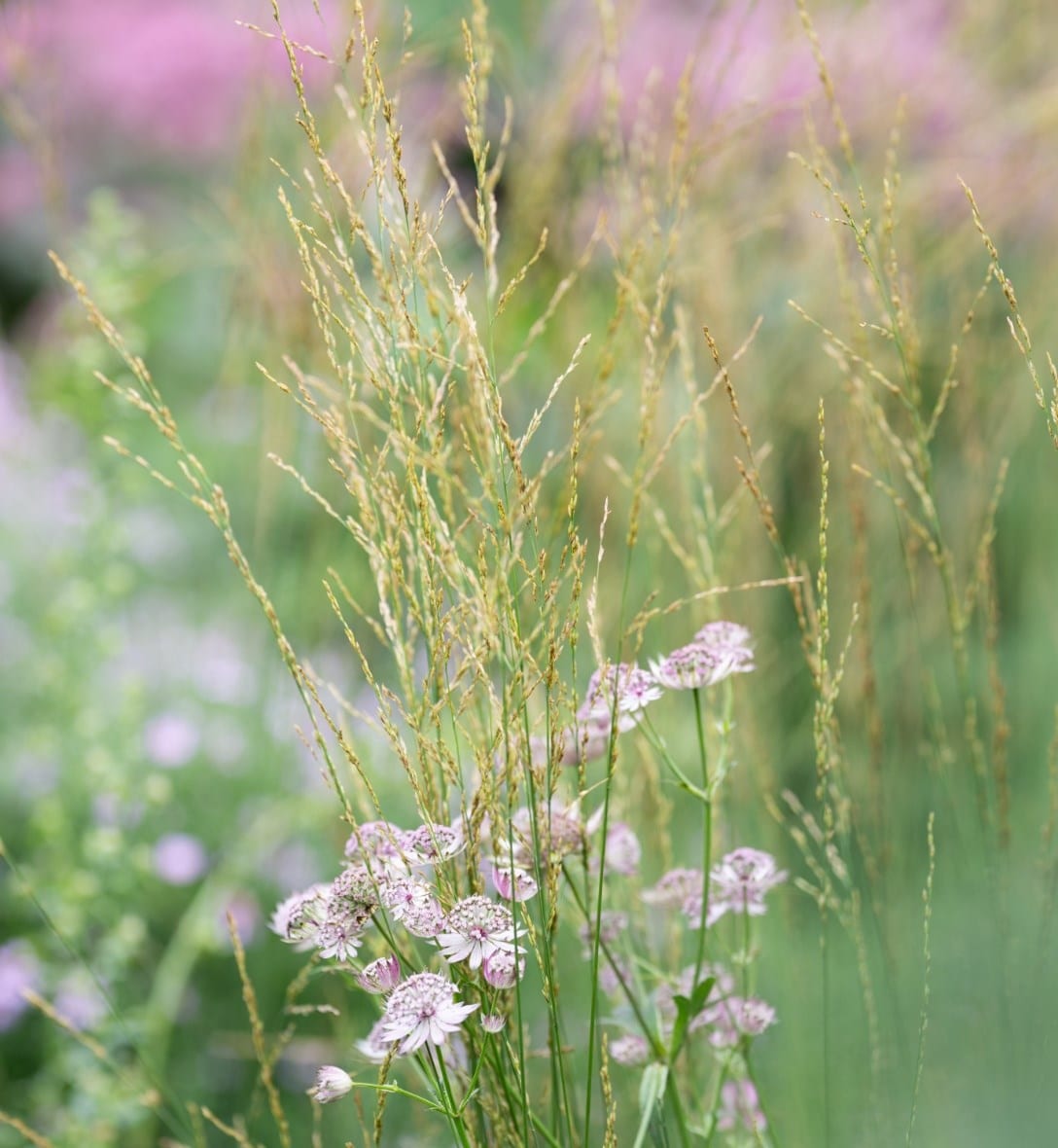 Grasses