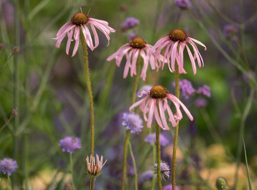 Perennials