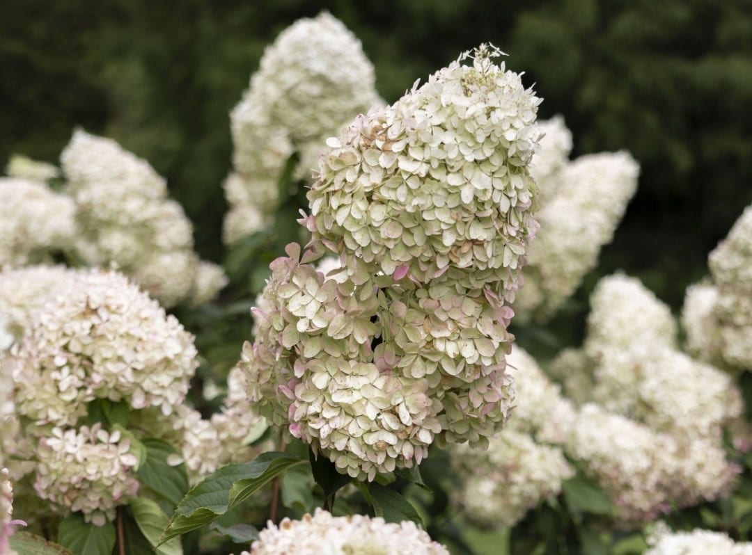 Shrubs