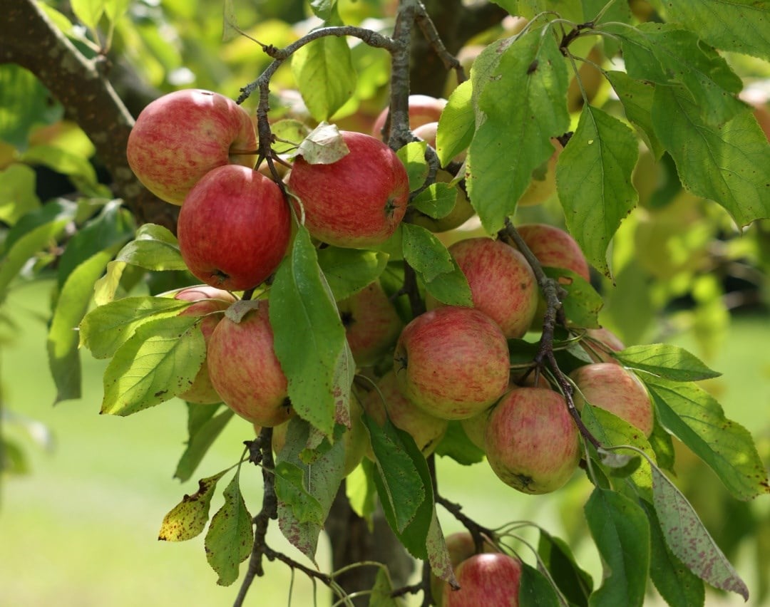 How to choose the right fruit tree