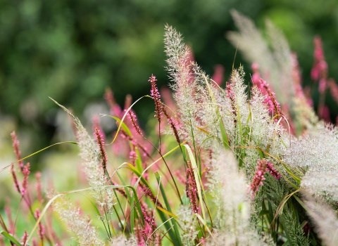 Great summer gardens are planted now