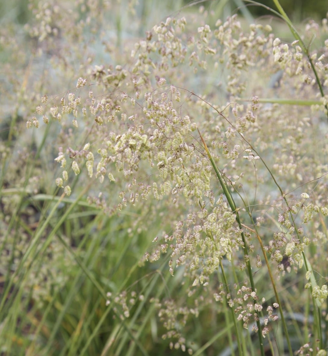 Bamboos, ferns & grasses