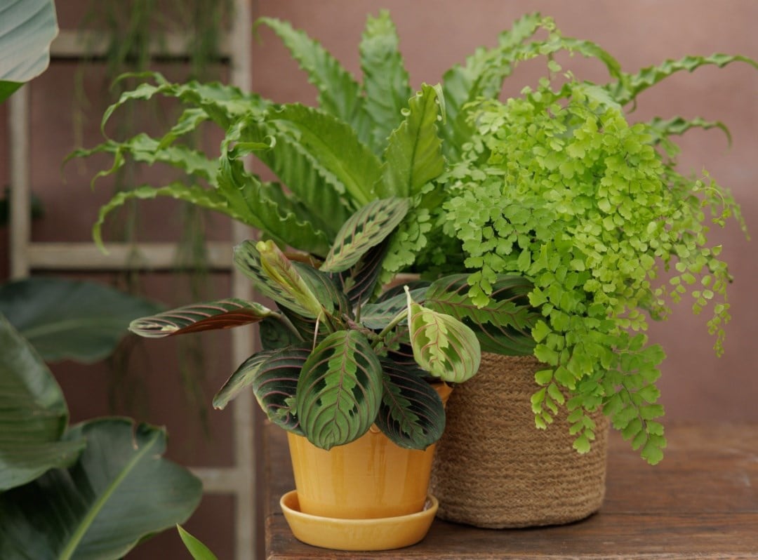 Foliage plants