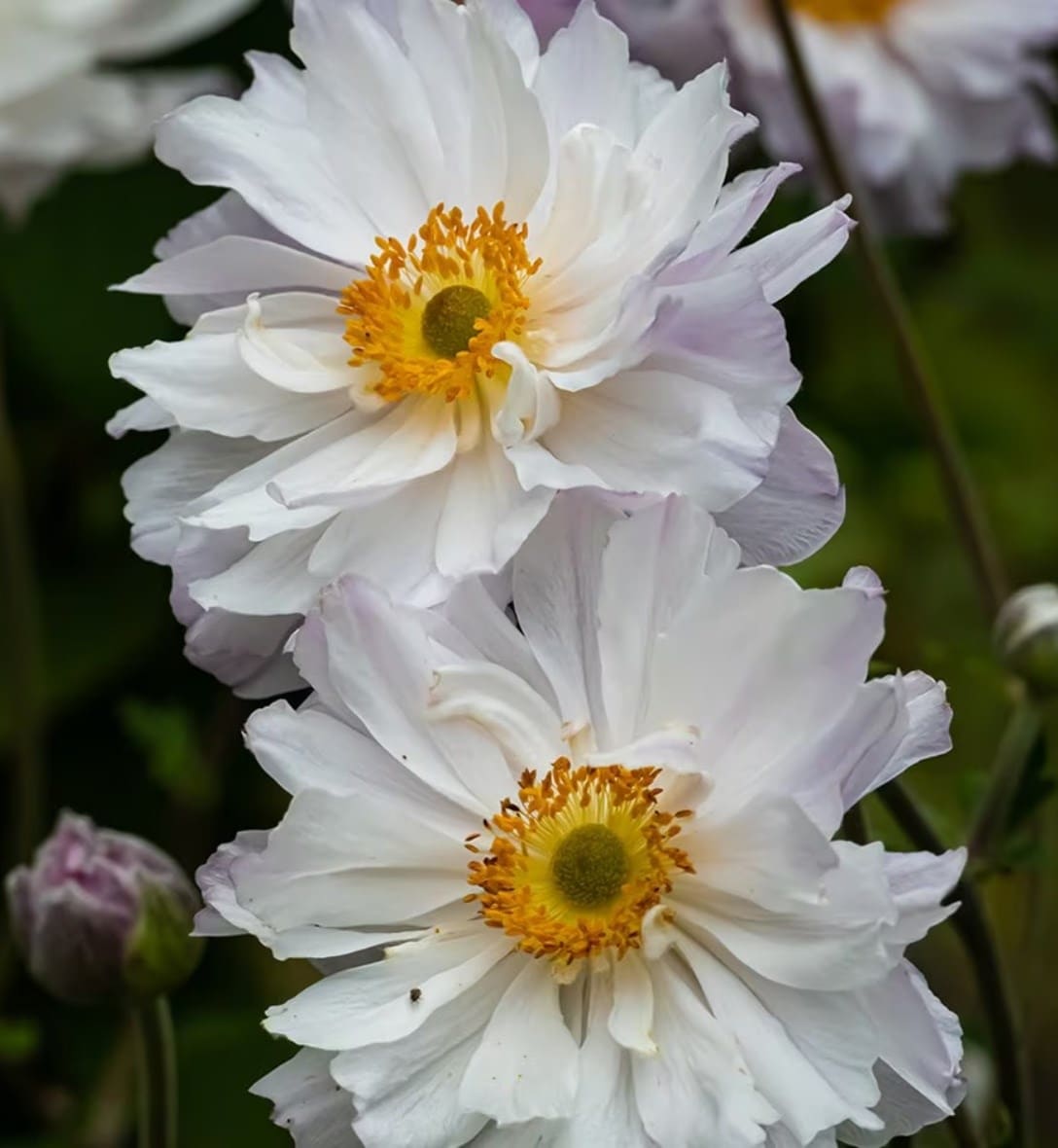 Japanese anemones