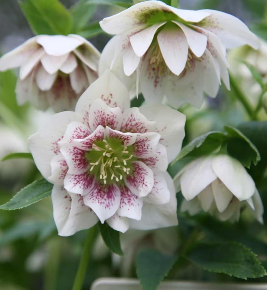 Hellebores