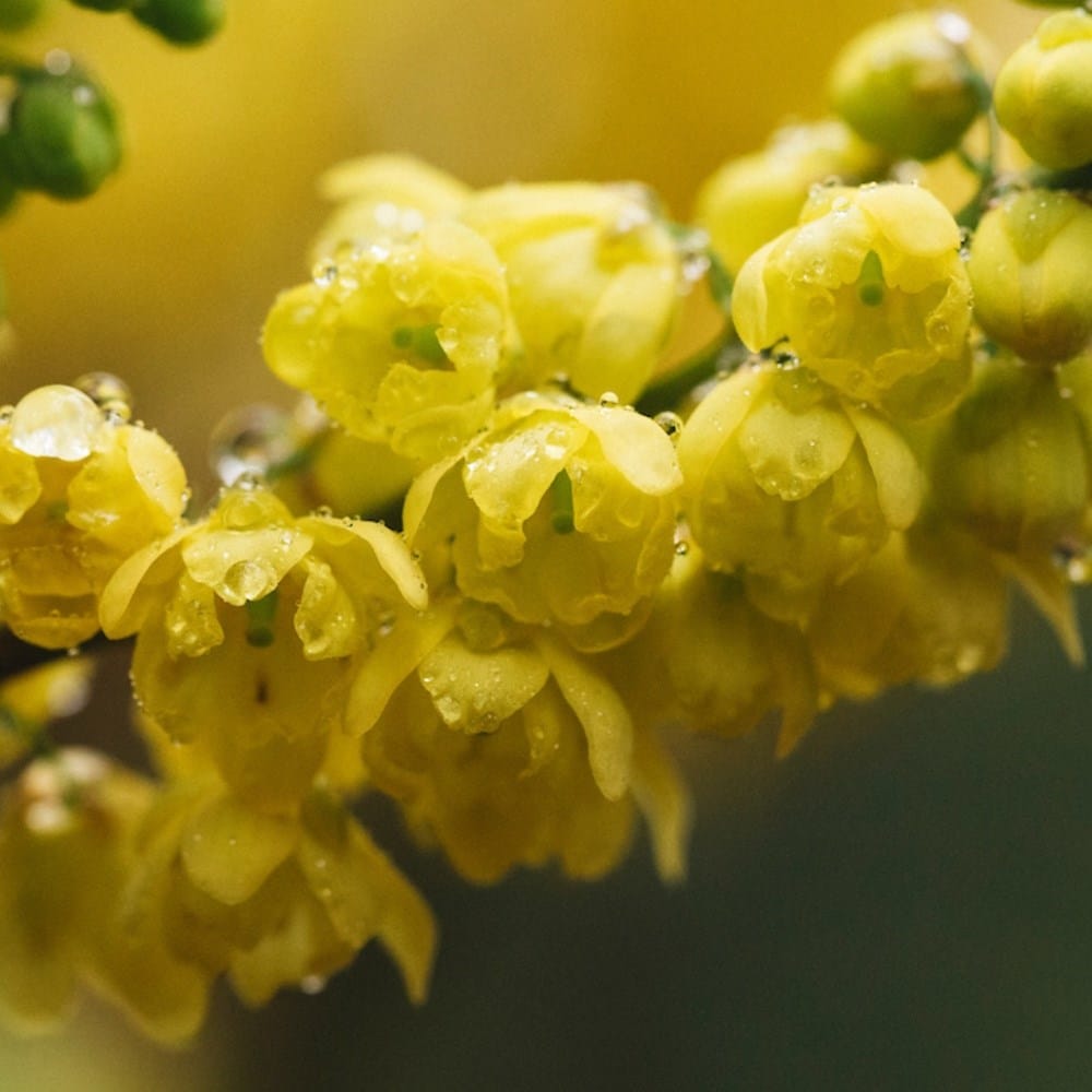 Flowering in November