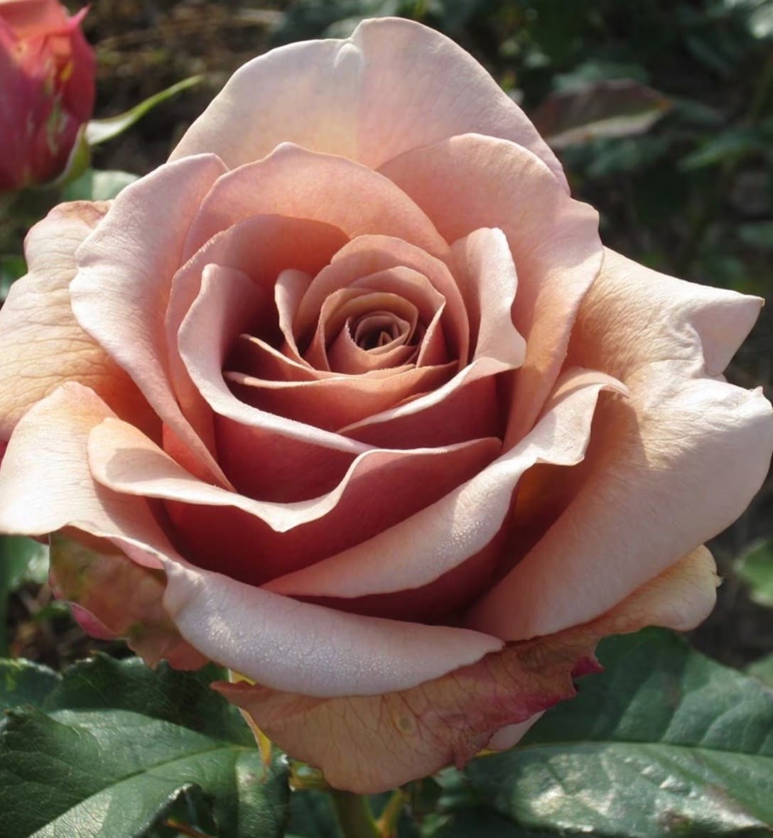 Newly potted roses