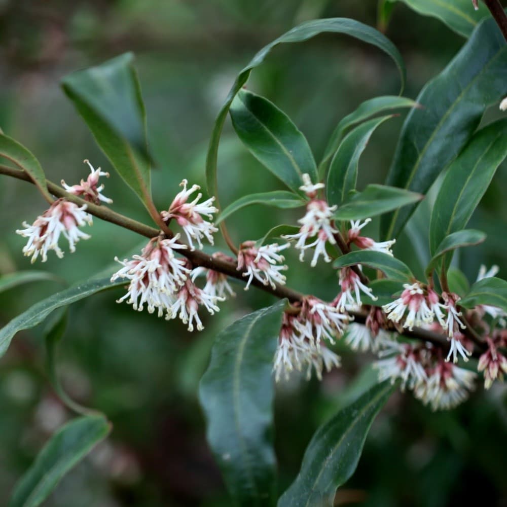 Flowering in December