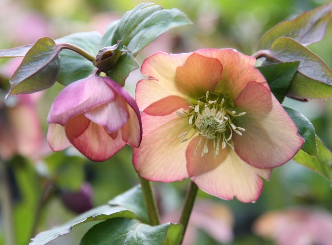 Hellebores