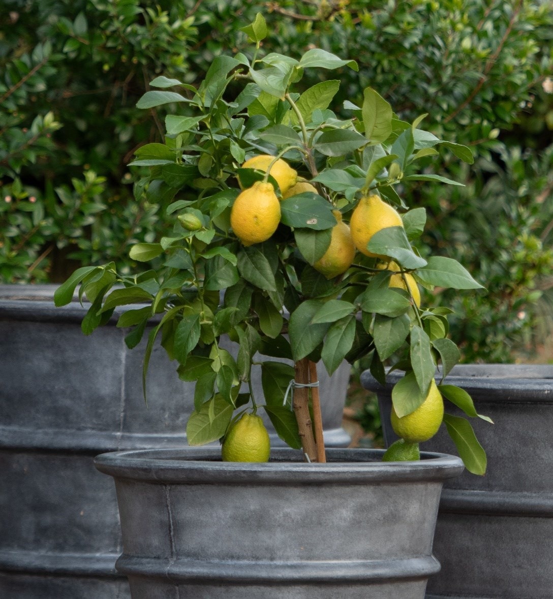 Christmas outdoor plants