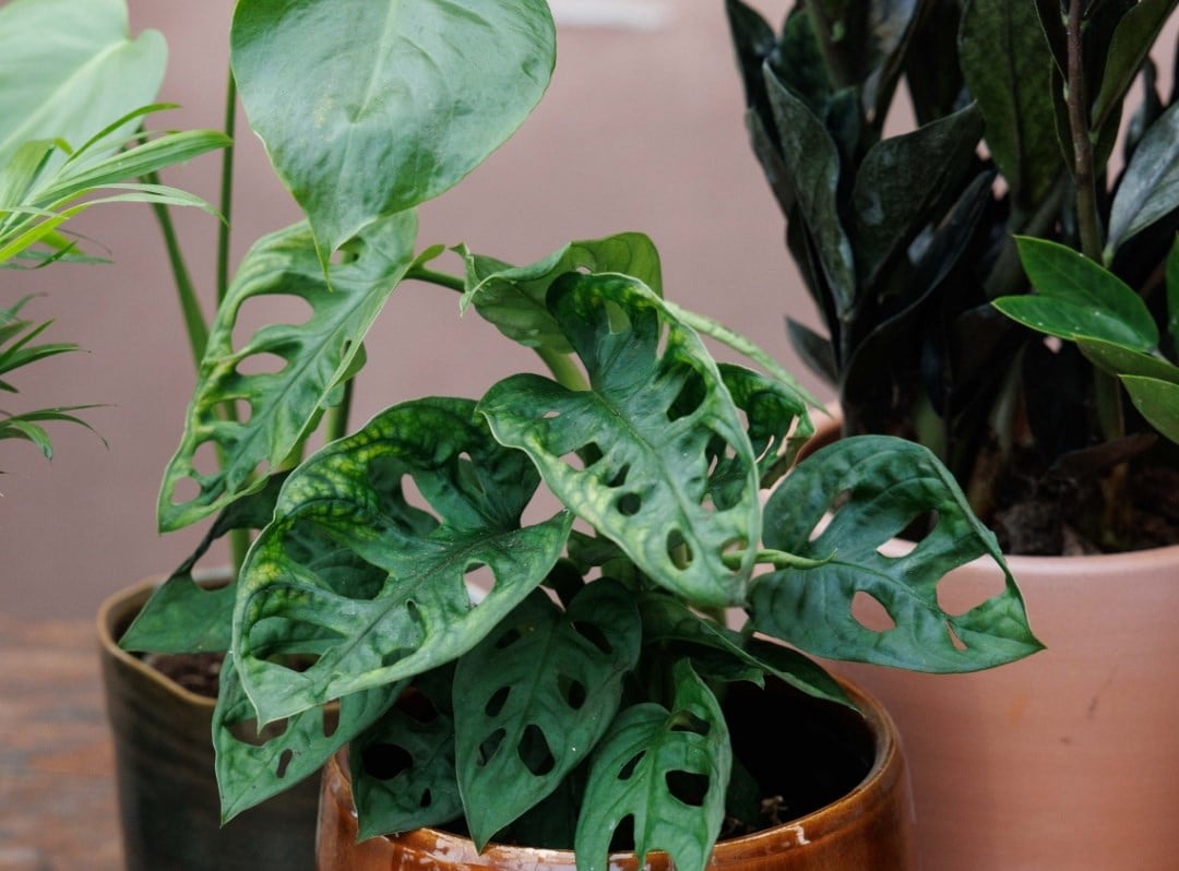 Houseplant foliage