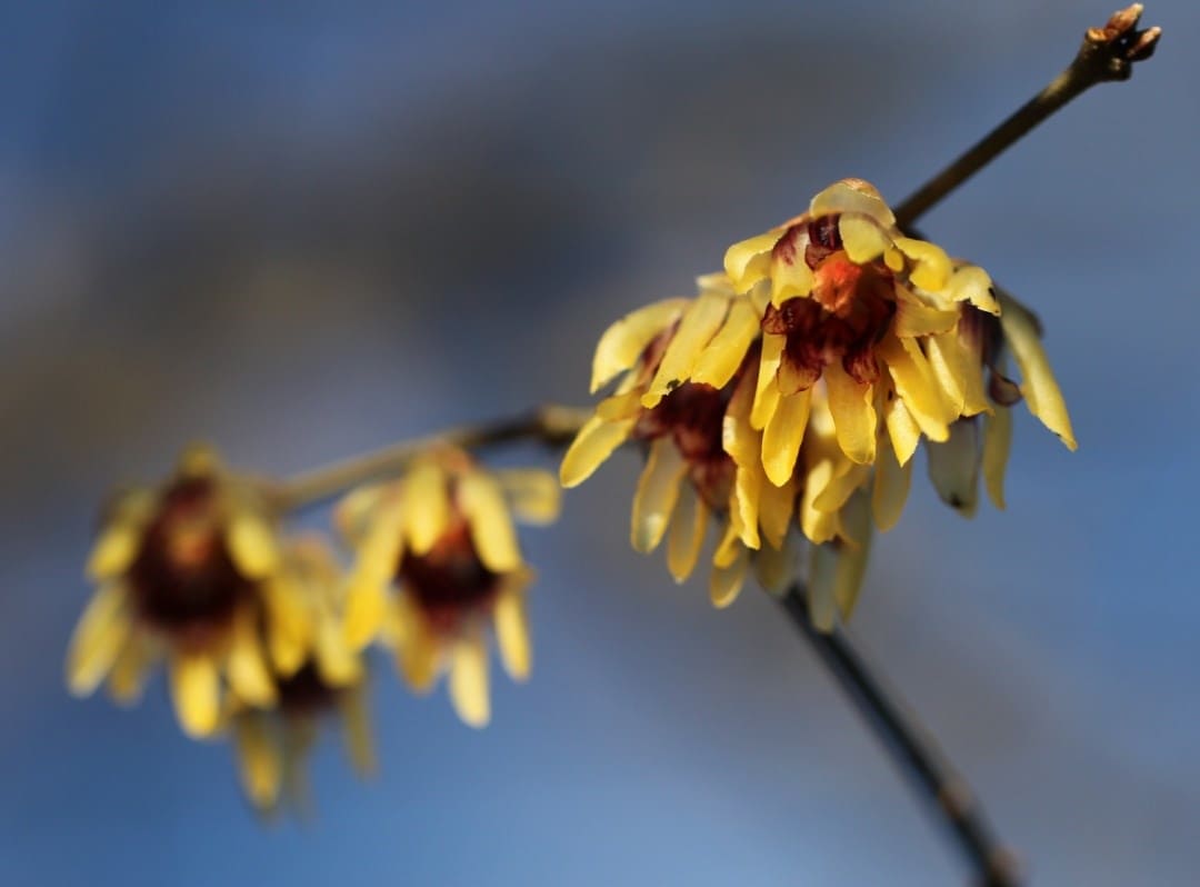 Helen's choice for January