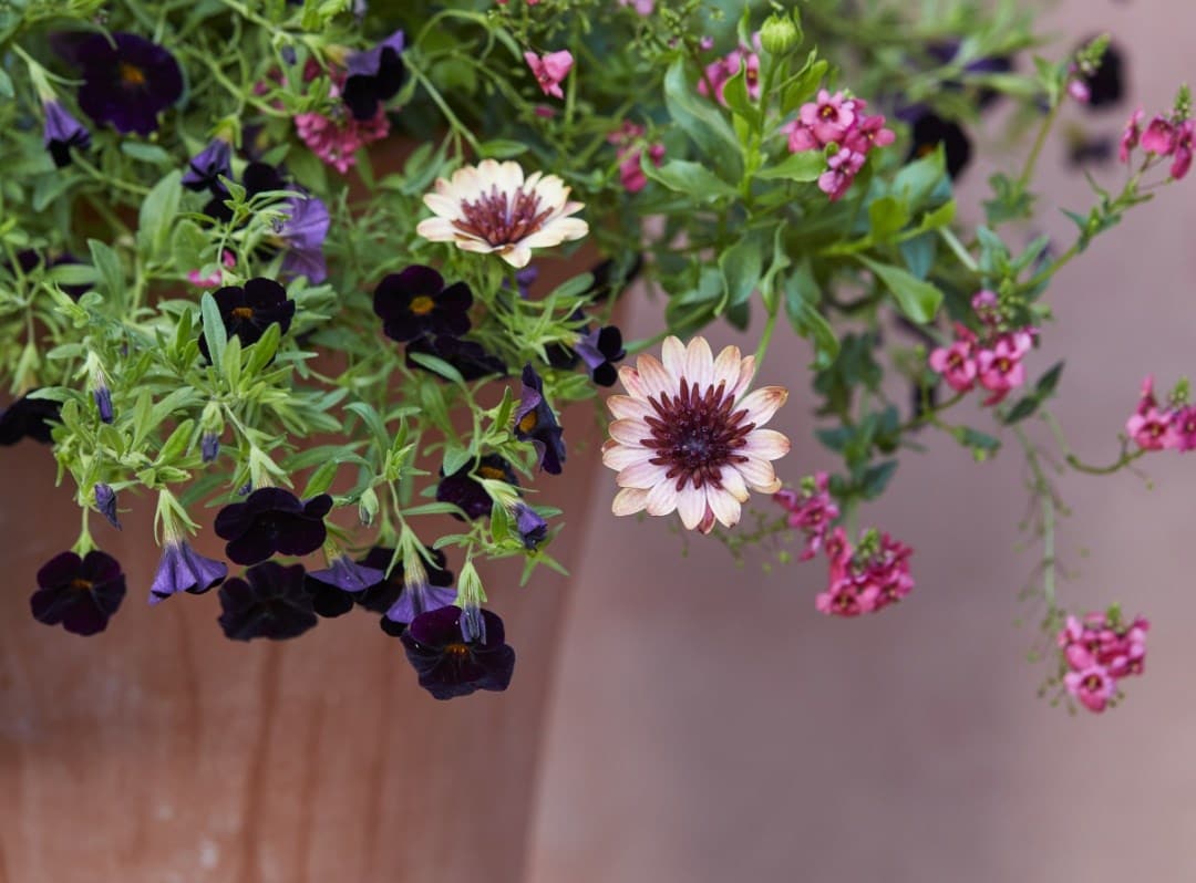 A guide to our bedding & container plants