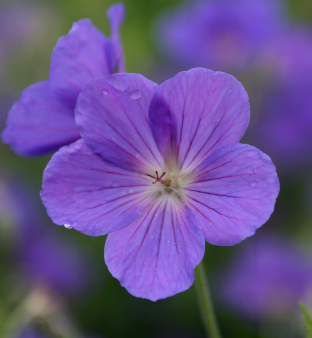 5 tips for buying plants online