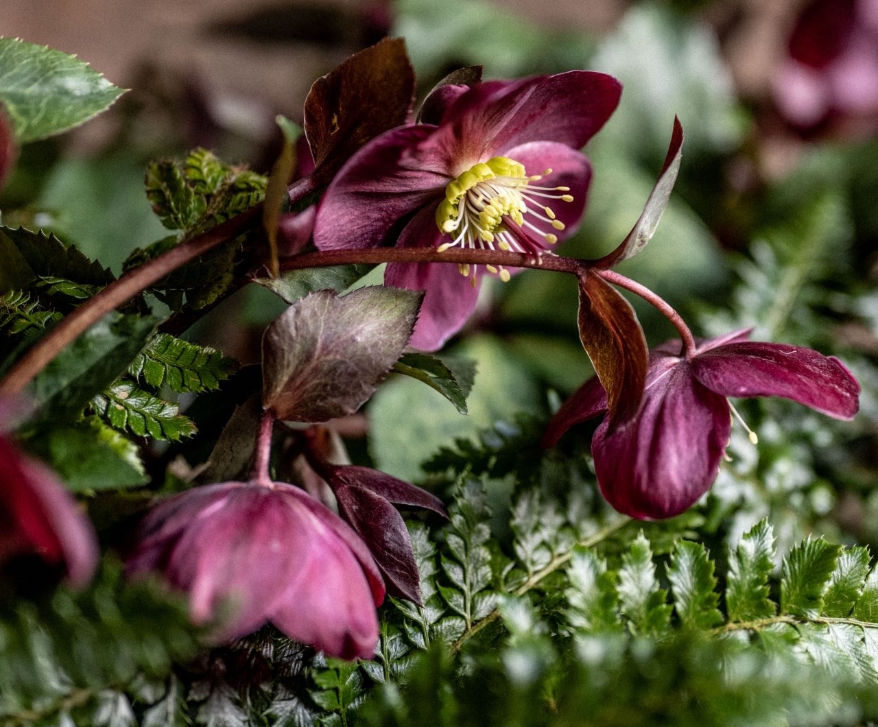 Hellebore planting guide