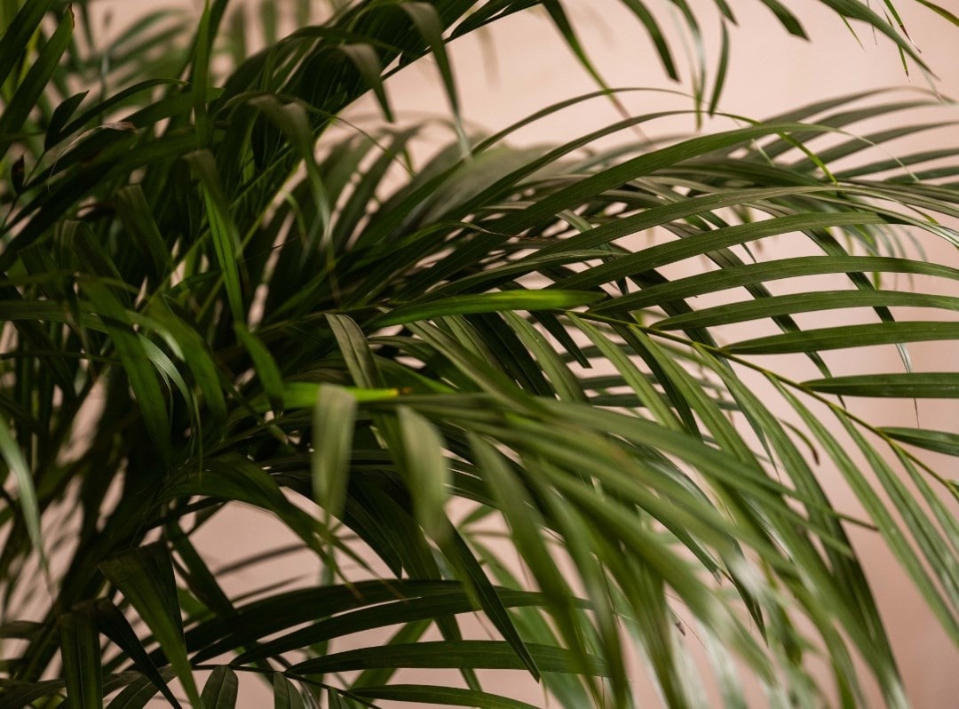 How to care for indoor palms