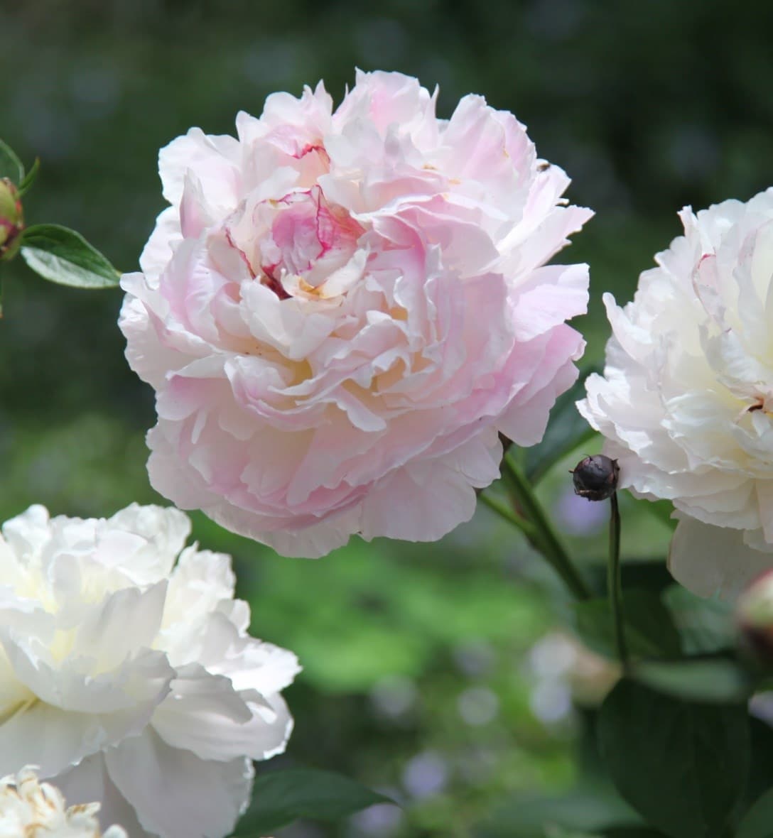 How to choose the right fruit tree
