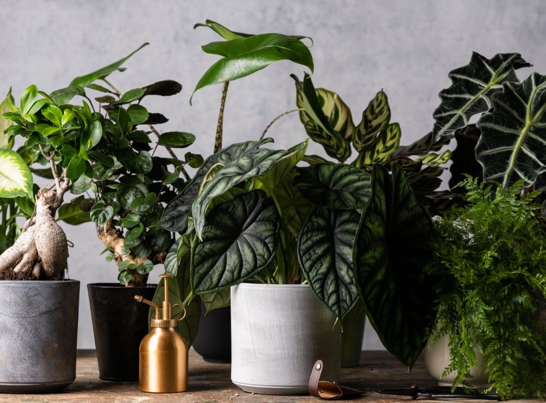 Which houseplant where?