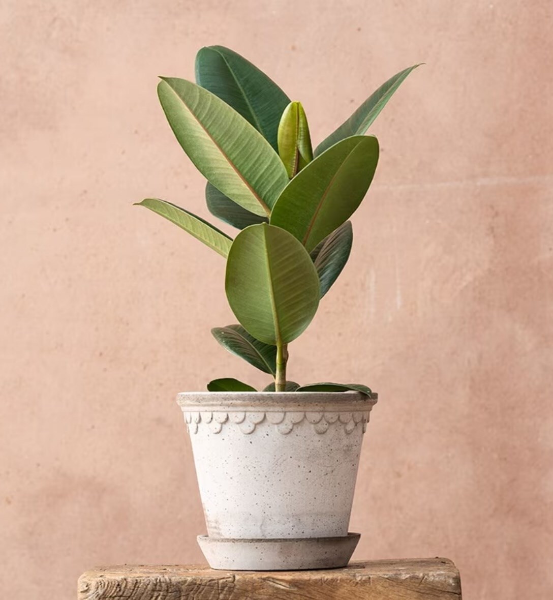 Easy care houseplants