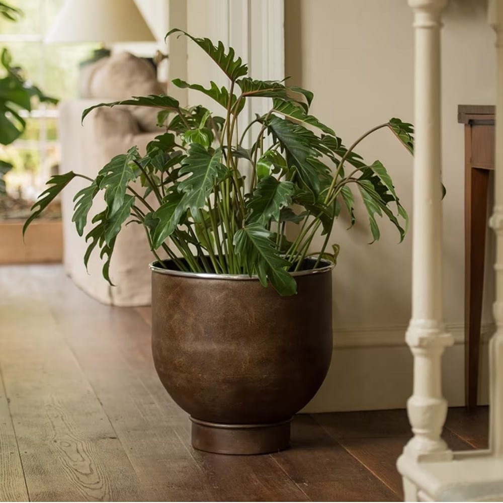 Large indoor pots