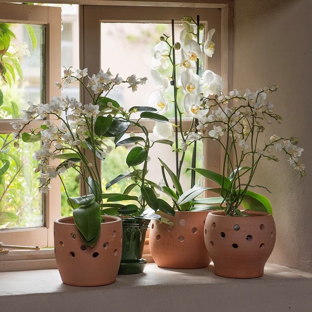 Orchid pots & care