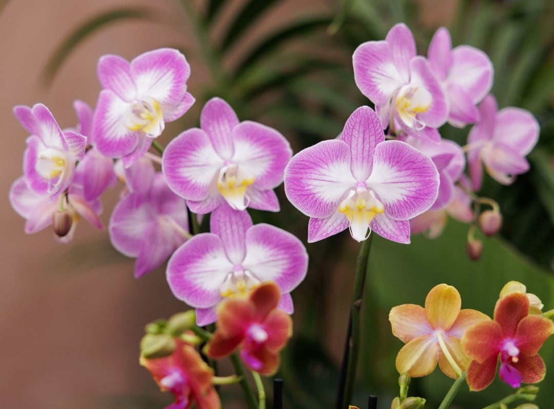Orchids