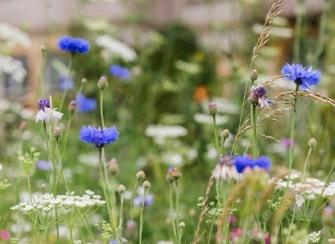 Plants and garden
