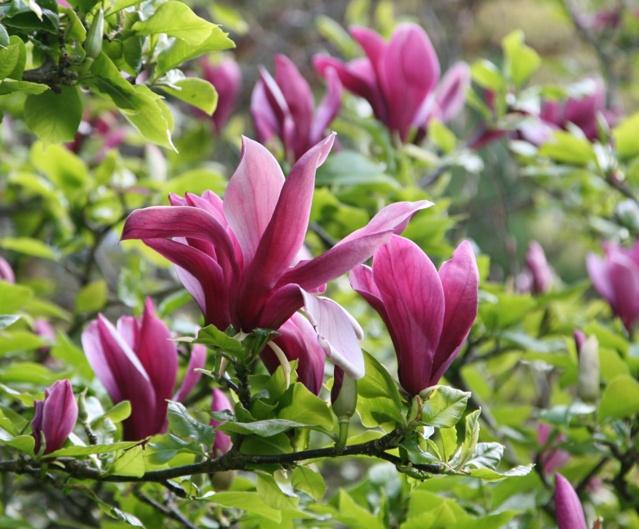 Magnificent magnolias