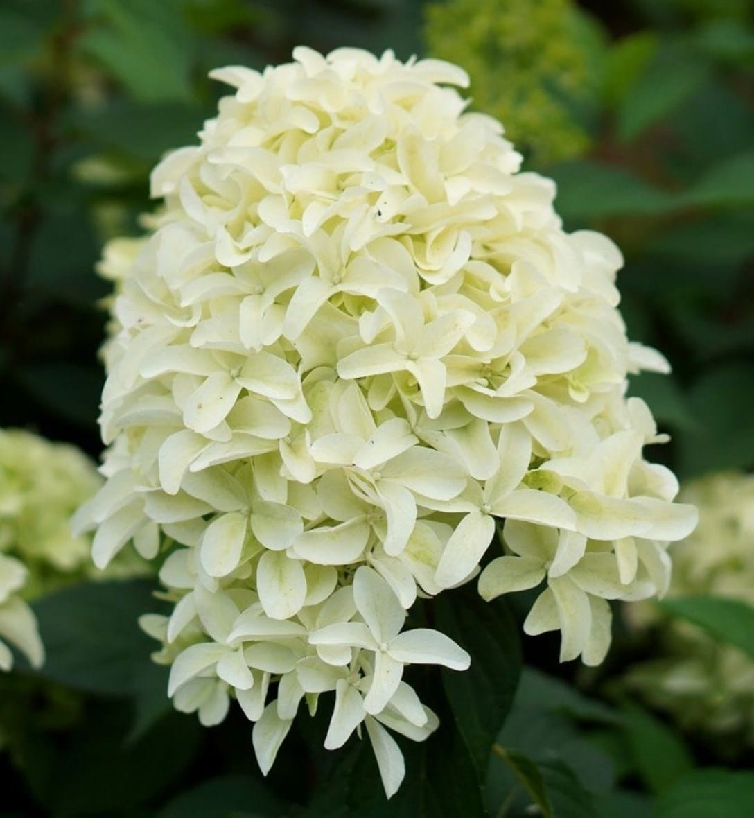 Hydrangeas