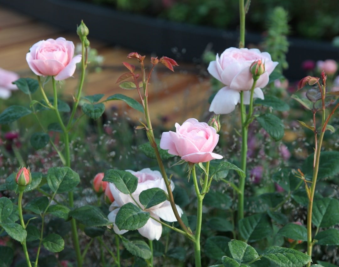 Companion plants to keep your roses healthy
