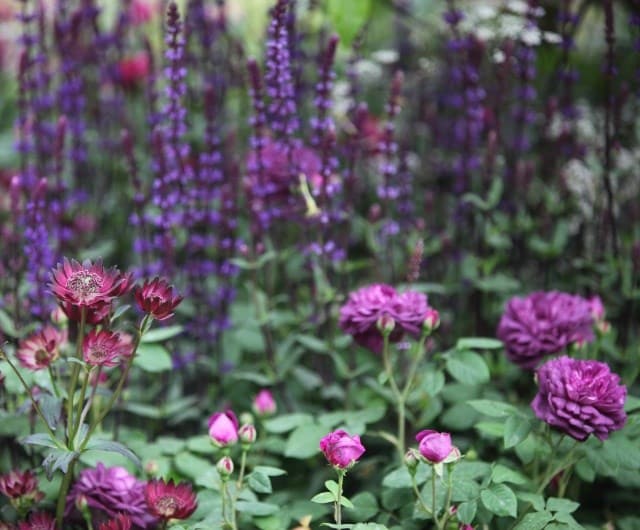 Scented companion planting