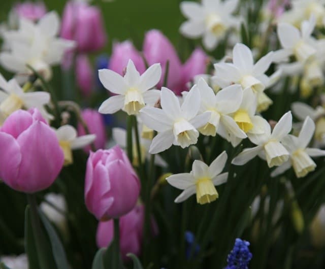 What to do with spring bulbs