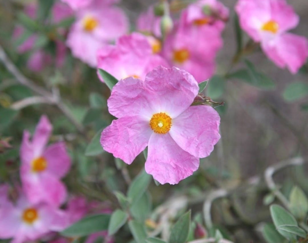 Drought tolerant