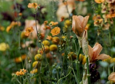 Perennial colour