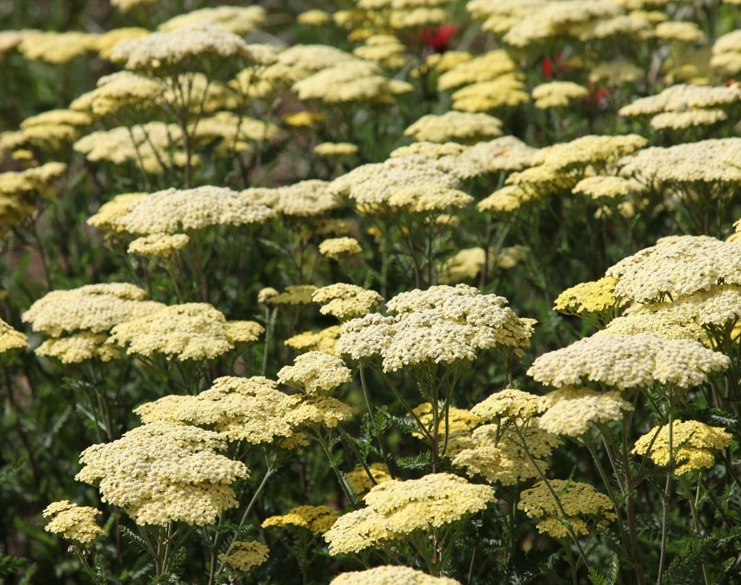 Feel good yellow