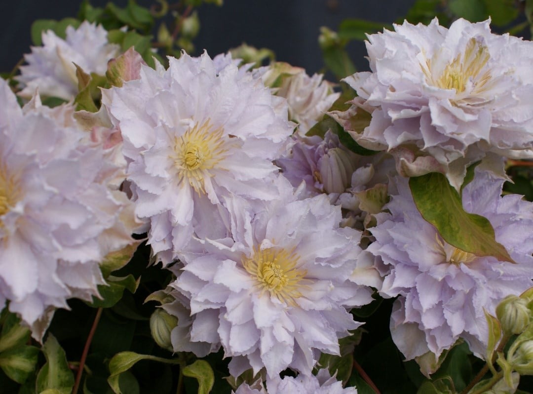 Helen's choice for May