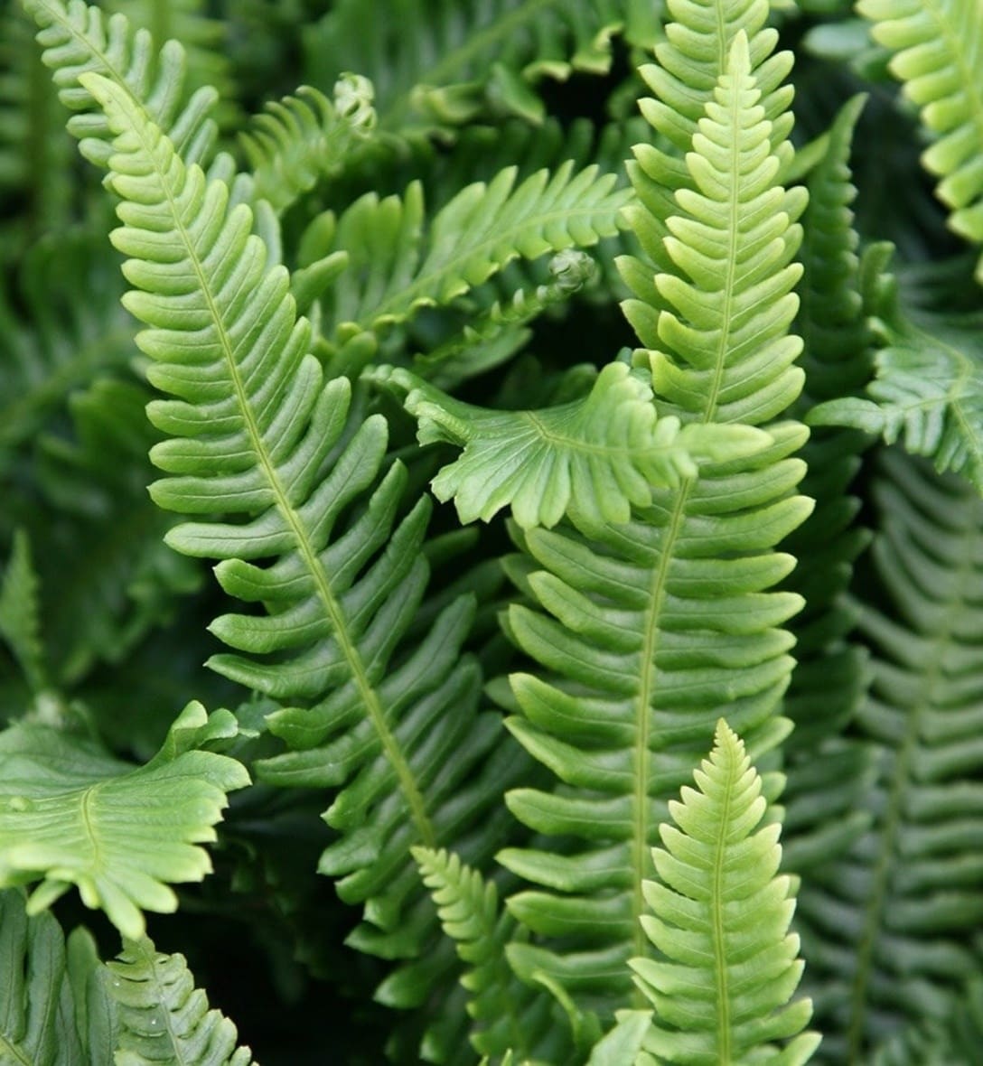 Ferns