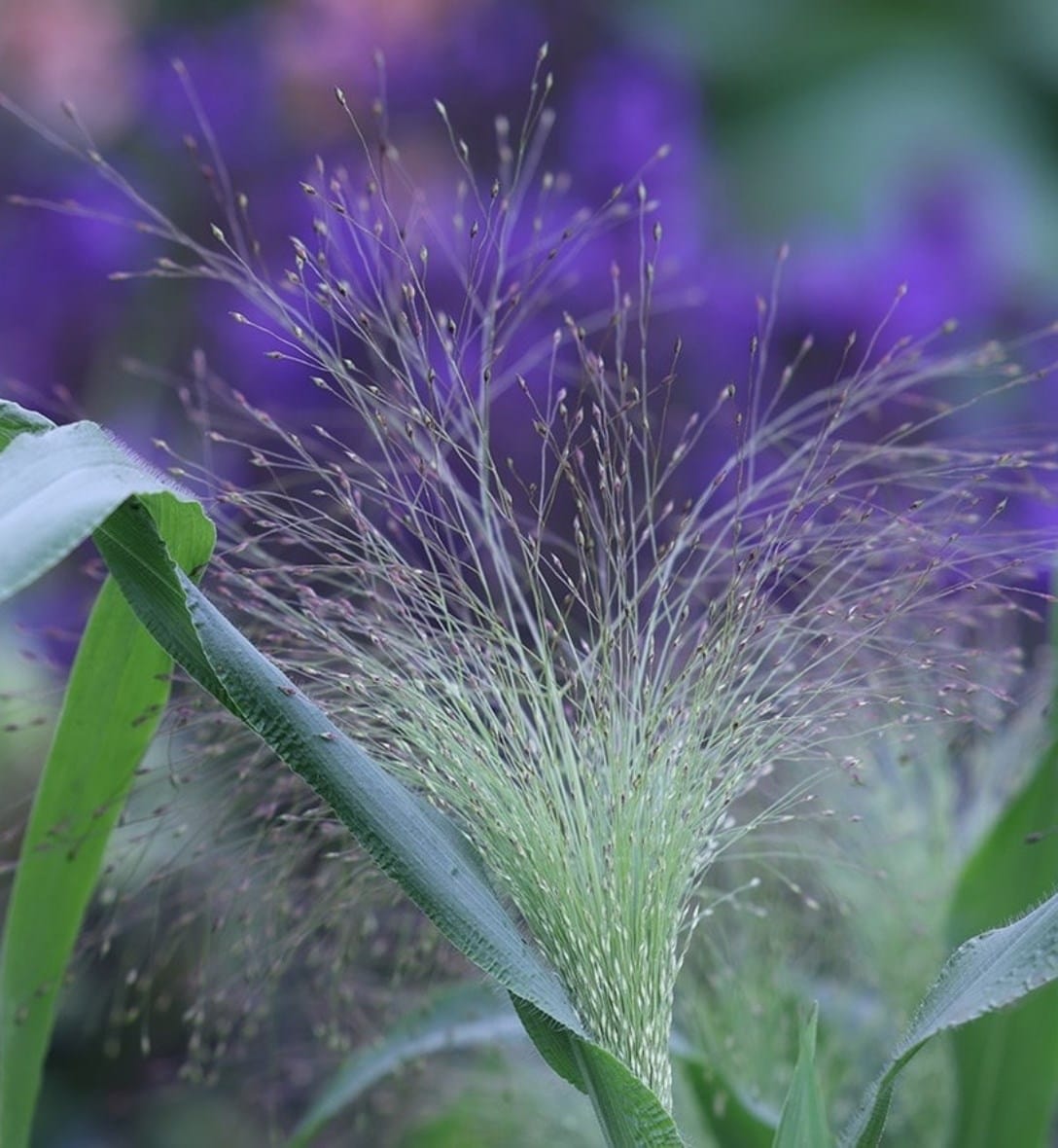 Grasses
