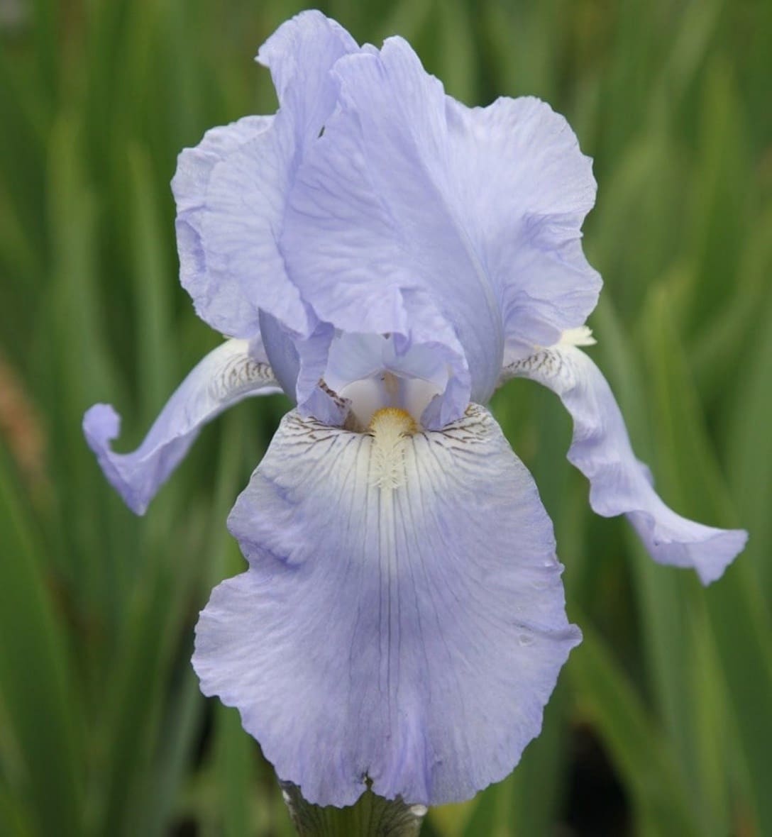 Perennials