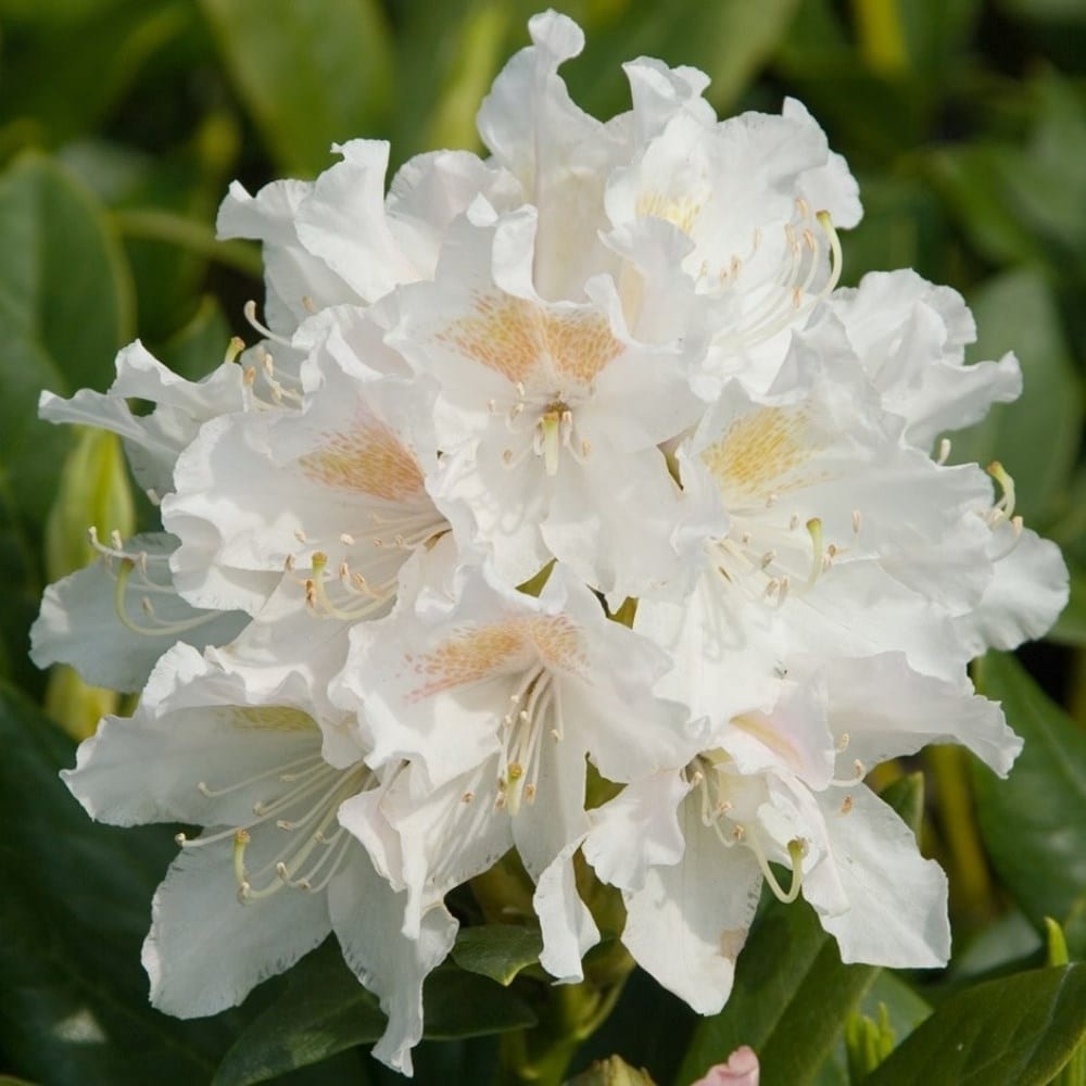 Mature shrubs